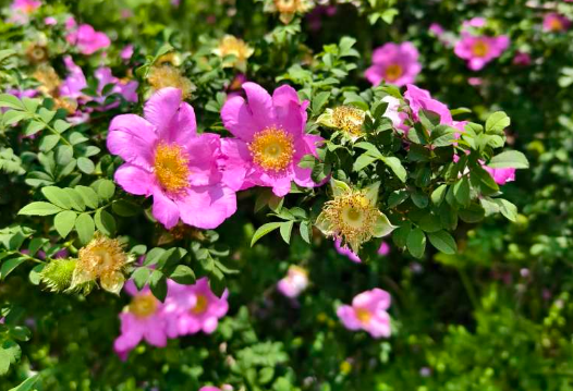 研究发现 | 刺梨醇提物，天然降脂新选择