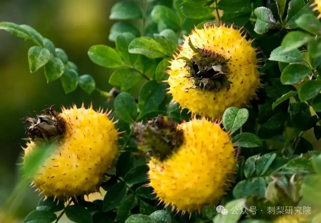 科研实证 | 刺梨汁对Ⅰ型糖尿病具有明确的辅助治疗作用