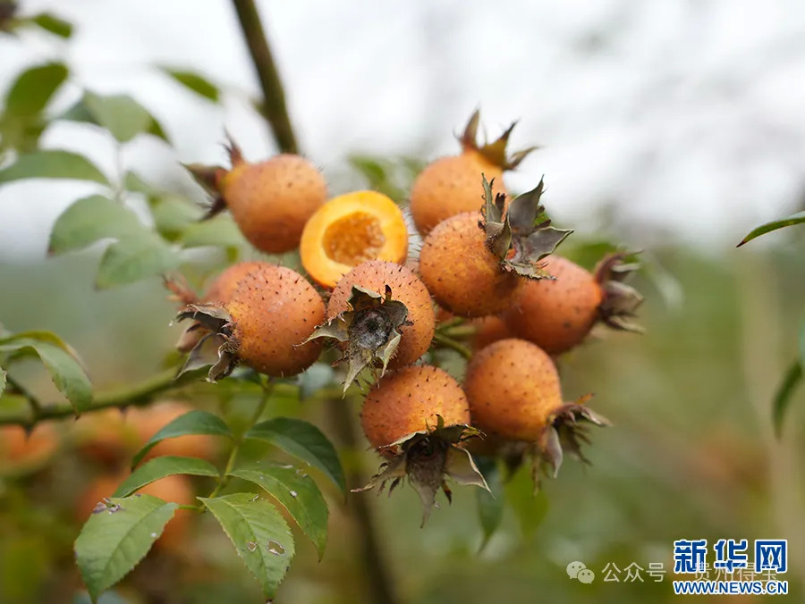 乡味｜看安顺金刺梨如何“C味”出道