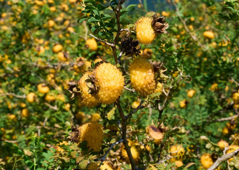 别只知道维C！刺梨里的“抗衰老王者”SOD，到底有多神奇？